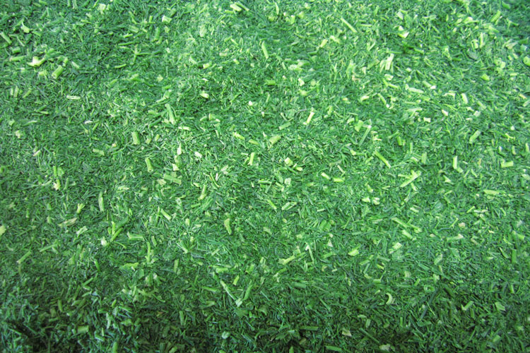 frozen dill(图1)